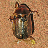 Shining Leaf Chafer species 2
